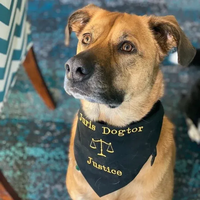 Lady Justice, a tan shepherd-mix dog wearing a bandana embroidered “Chief Dogtor of Justice”