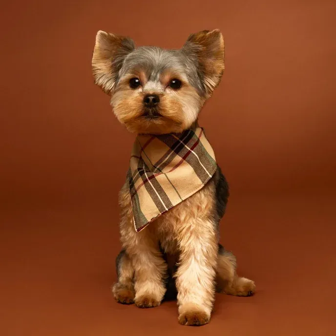 Stoli, a Yorkshire terrier in a plaid neckerchief, sitting in a studio portrait